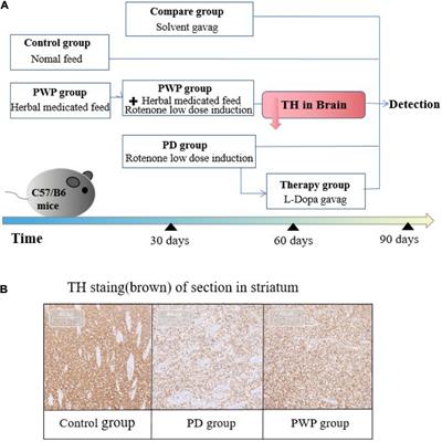 Mechanisms of the Ping-wei-san plus herbal decoction against Parkinson’s disease: Multiomics analyses